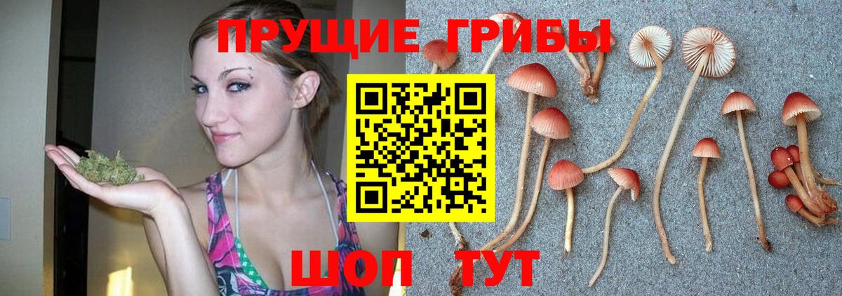 Псилоцибиновые грибы Psilocybine cubensis Саранск